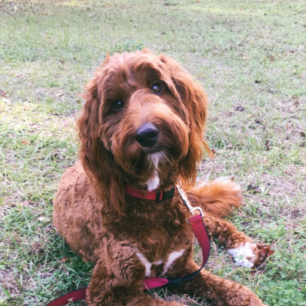 Meet your Posher, Tiffany